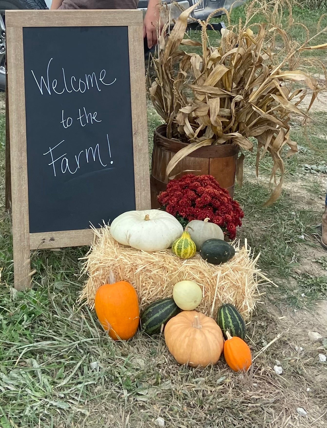 Fall Flowers and More