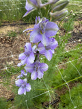 Larkspur - QIS Light Blue - Bundle of 10 Stems