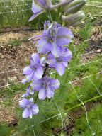 Larkspur - QIS Light Blue - Bundle of 10 Stems