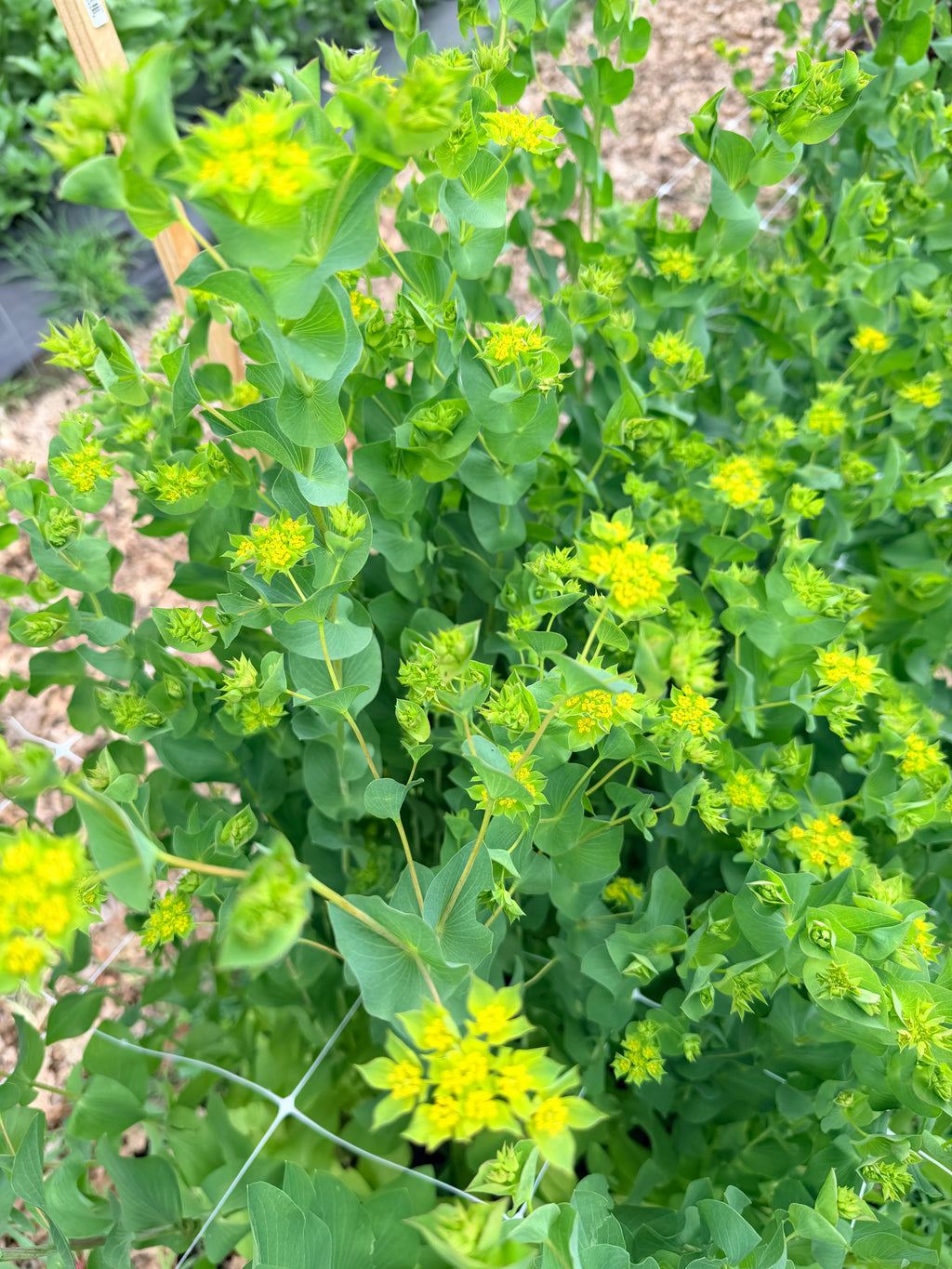 Bupleurum - Bundle of 10 Stems