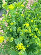 Bupleurum - Bundle of 10 Stems