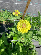 Zinnia - Queeny Lime Blush - Bundle of 5 and 10 Stems