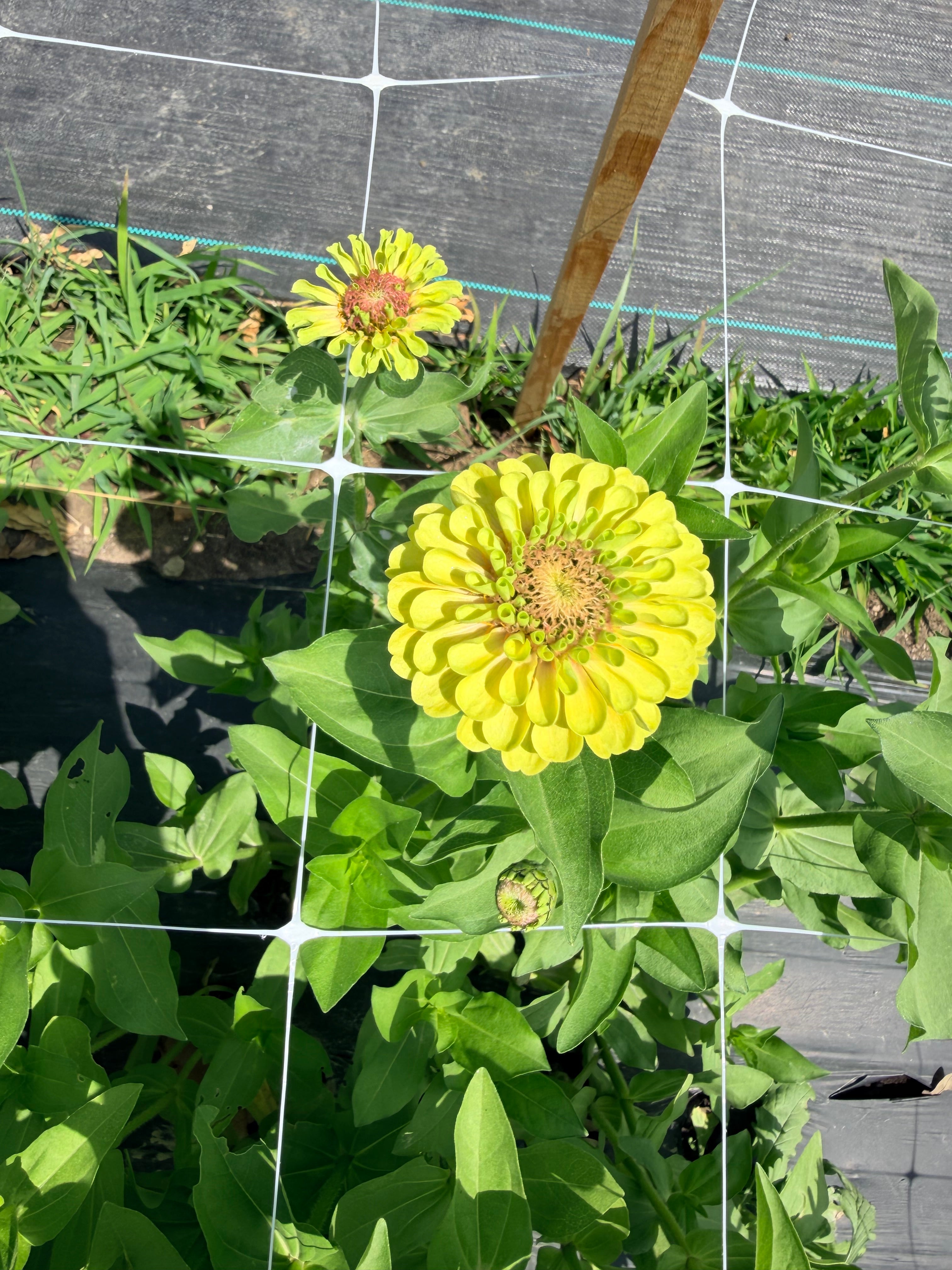 Zinnia - Queeny Lime Blush - Bundle of 5 and 10 Stems
