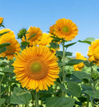 Sunflower (ProCut) - Gold Lite - Bundle of 5 and 10 Stems