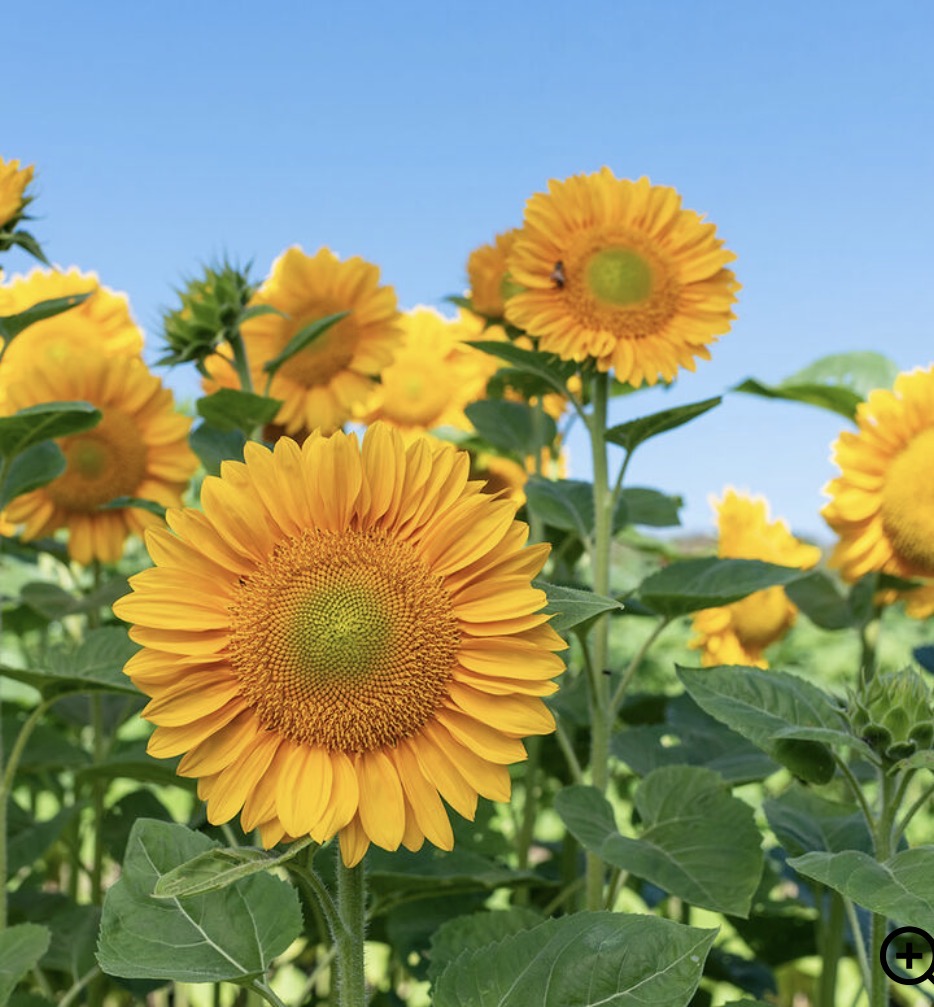 Sunflower (ProCut) - Gold Lite - Bundle of 5 and 10 Stems