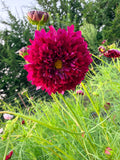 Cosmos - Cranberry - Bundle of 10 Stems