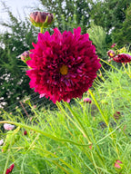 Cosmos - Cranberry - Bundle of 10 Stems
