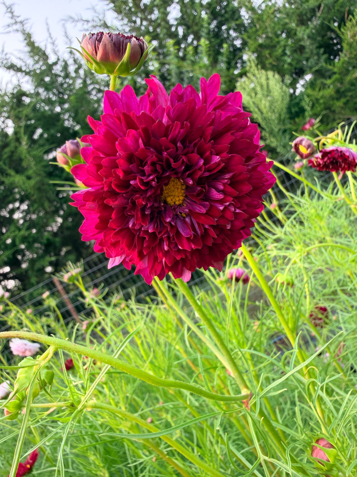 Cosmos - Cranberry - Bundle of 10 Stems