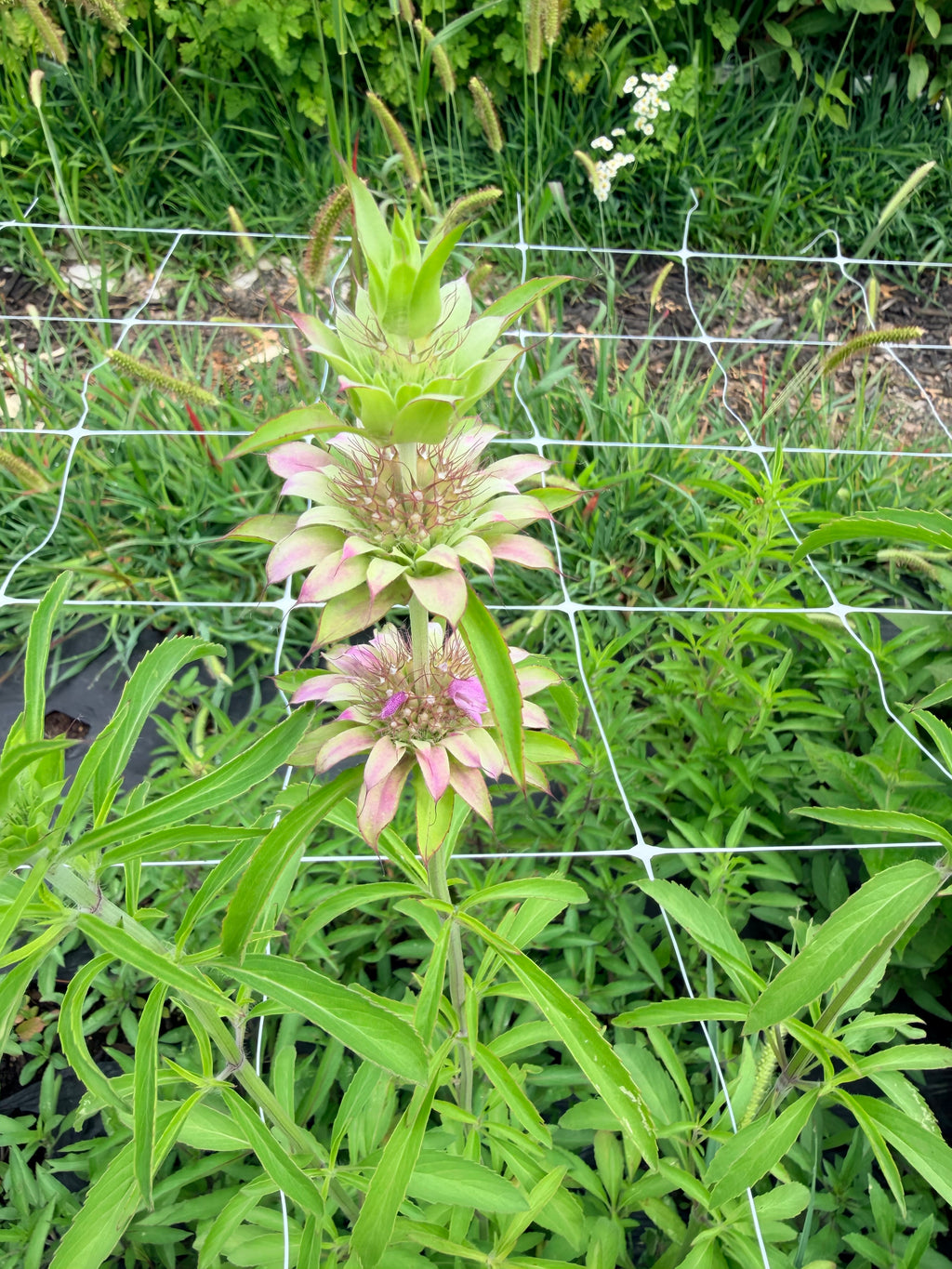 Monarda - Lemon Mint - Bundle of 10 Stems
