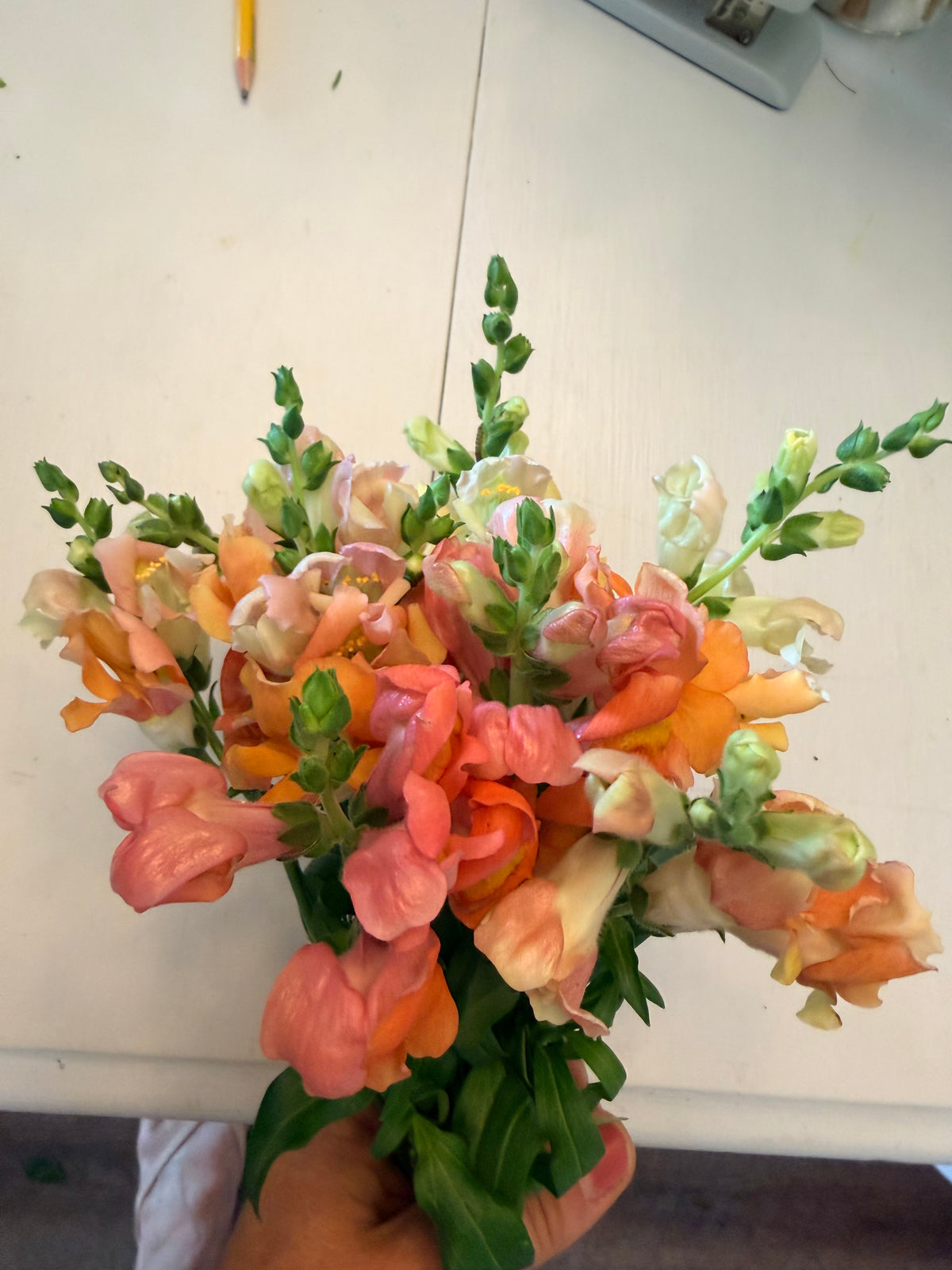 Snapdragon - Bundle of 10 stems - Salmon