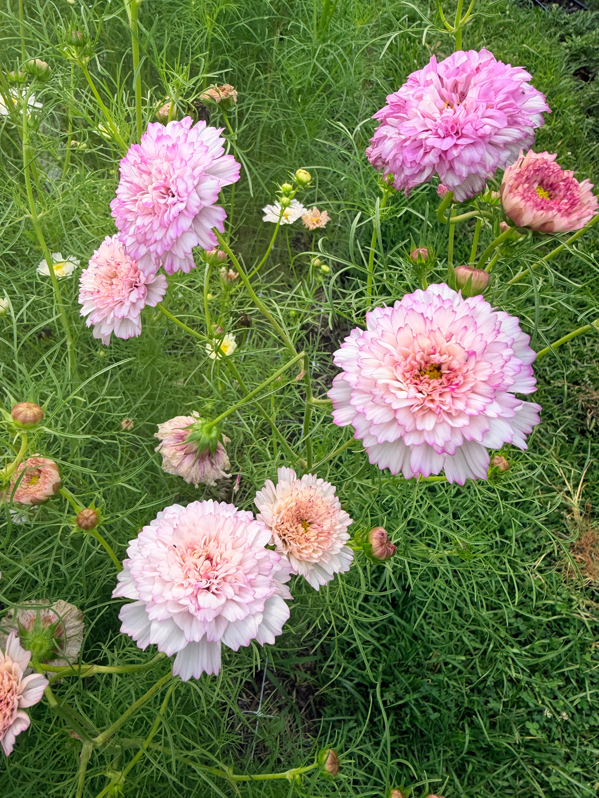 Cosmos - Double Click Romantic Mix - Bundle of 5 and 10 Stems
