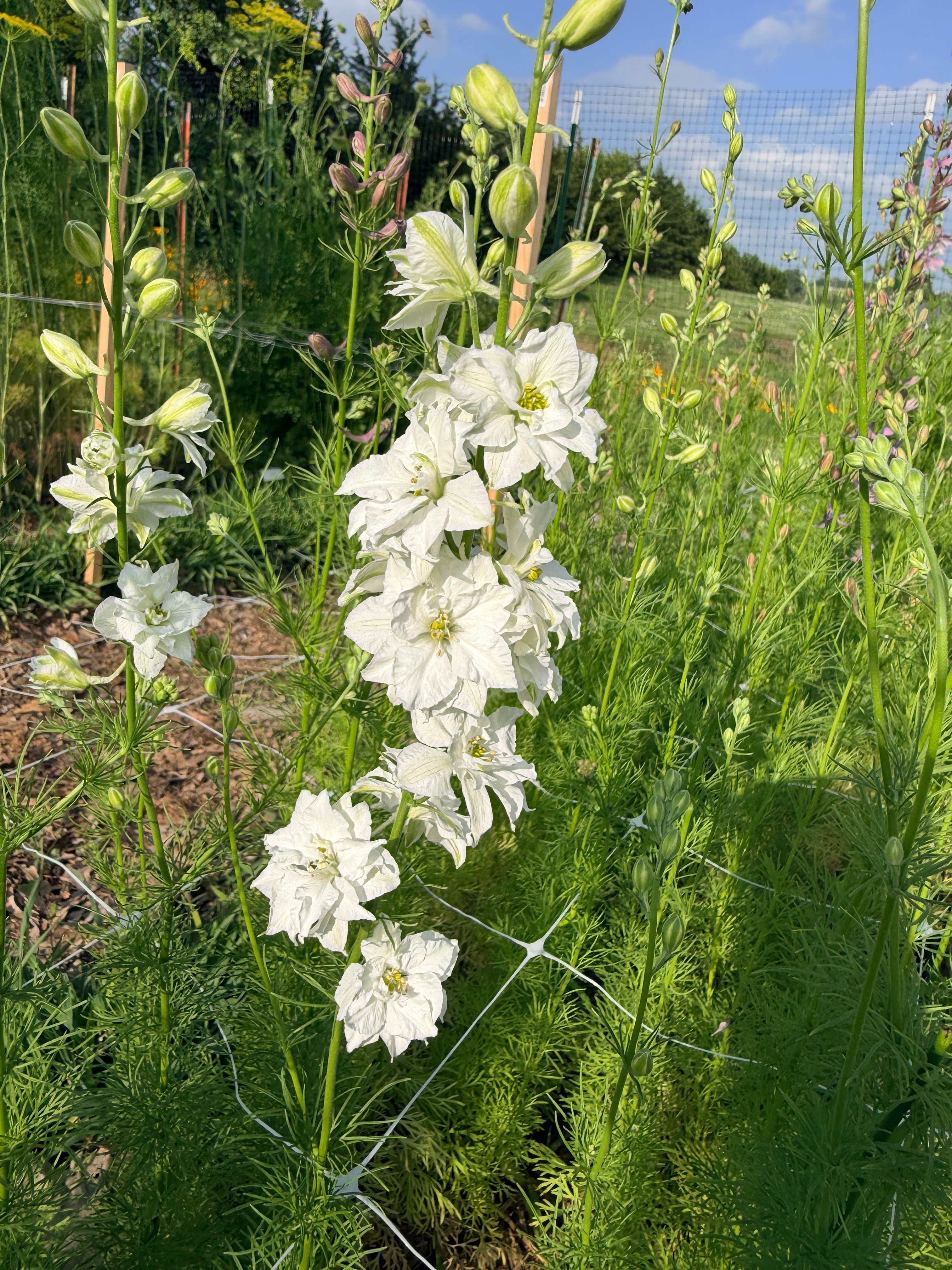 Larkspur - QIS White - Bundle of 10 Stems