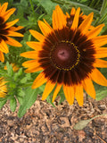 Rudbeckia - Denver Daisy - Bundle of 10 Stems