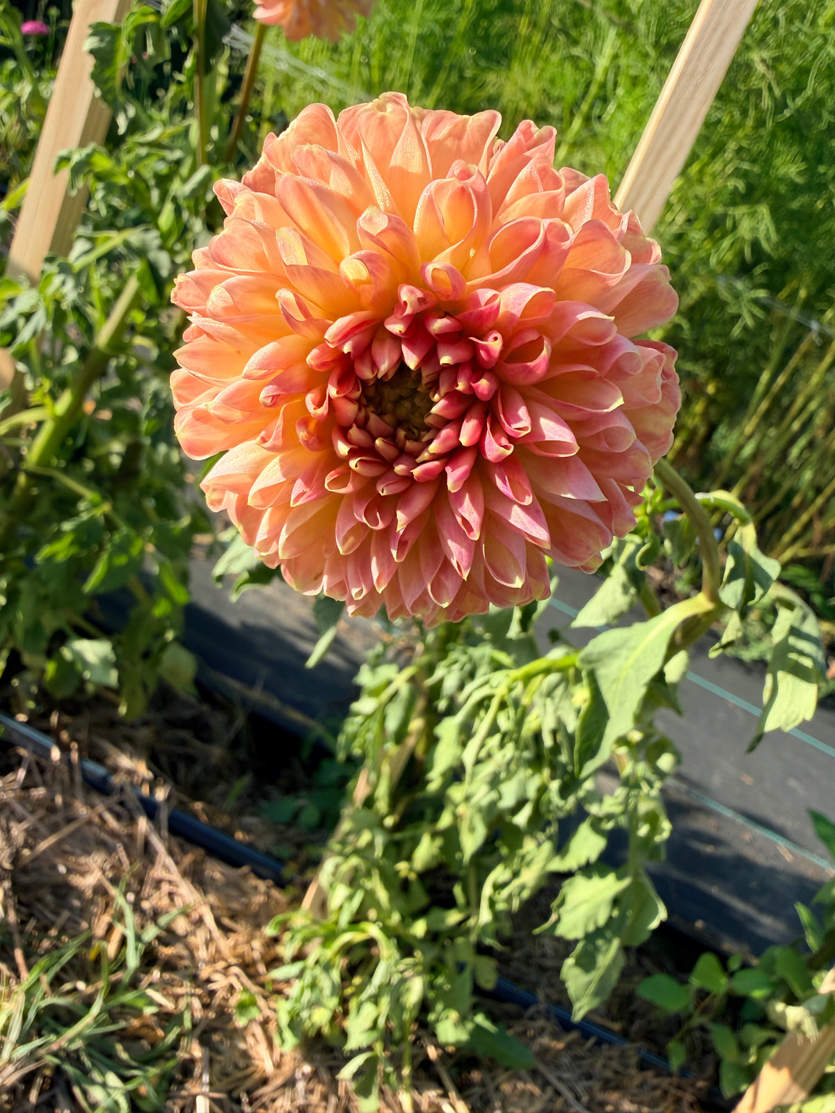 Dahlias - Mixed Bunch - Bundle of 5 and 10 Stems