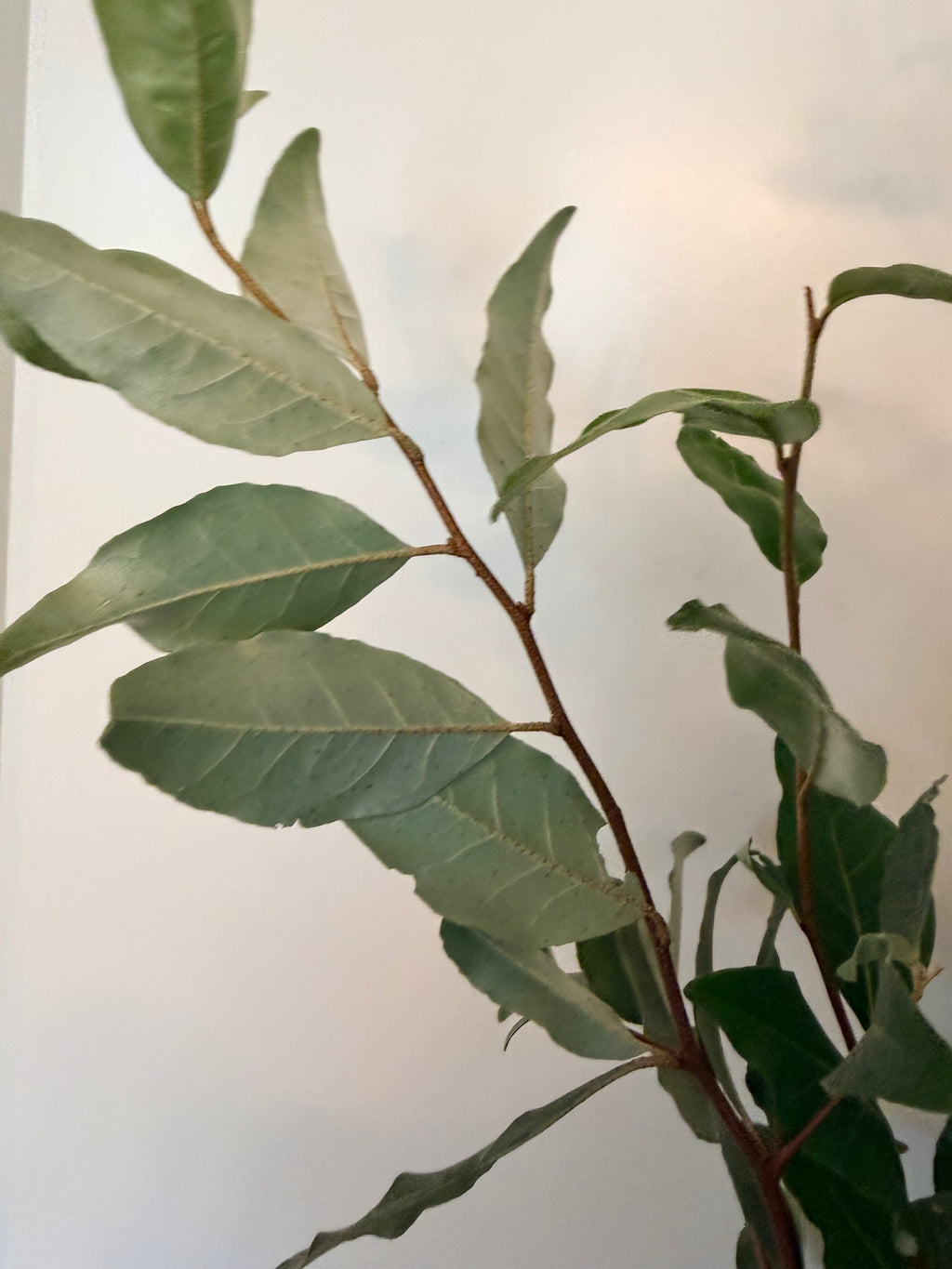 Autumn Olive - Bundle of 10 Stems