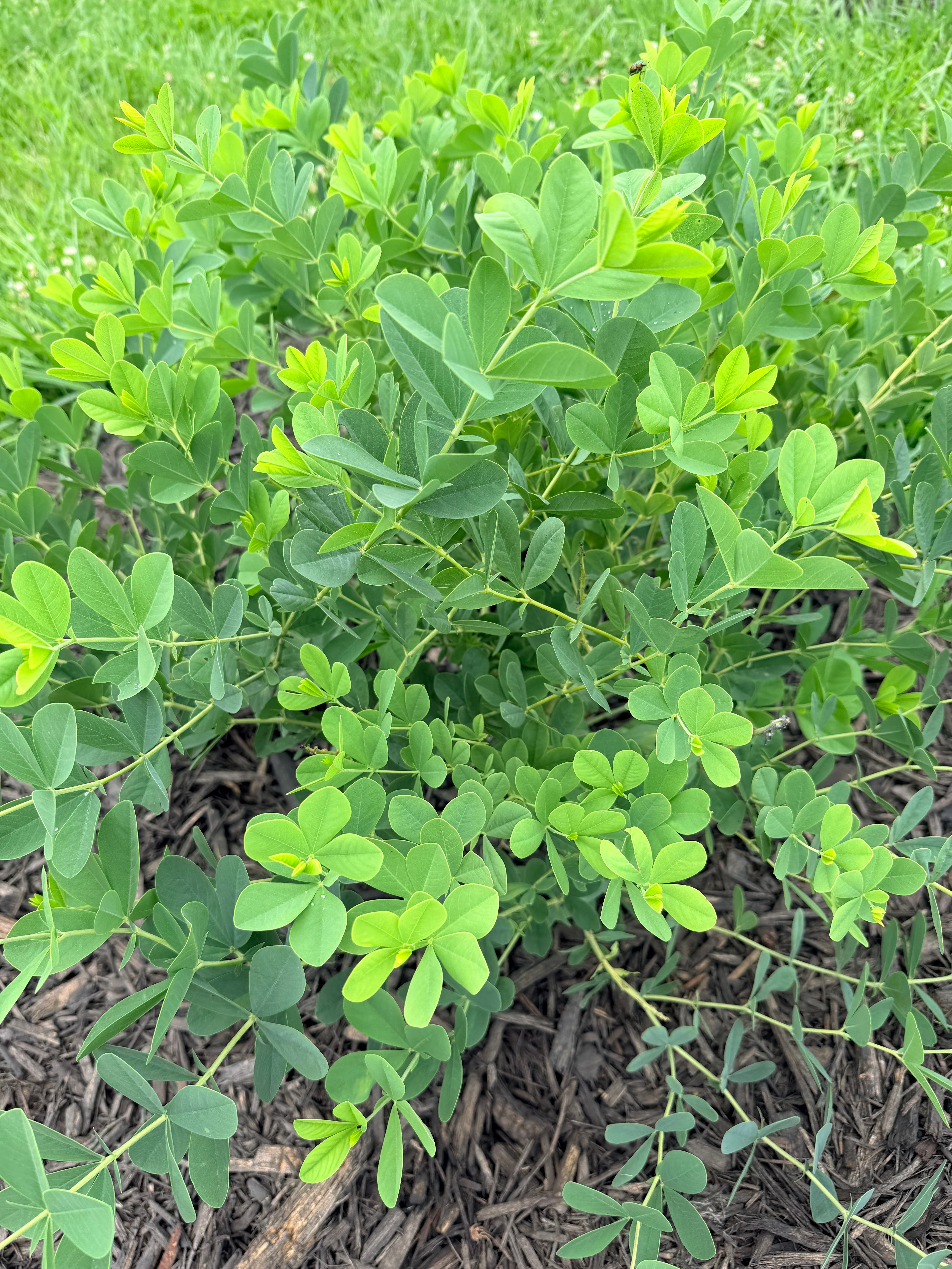 Baptisia (False Indigo) - Bundle of 10 Stems