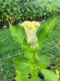 Celosia - Cramer's Lemon Lime - Bundle of 5 and 10 Stems