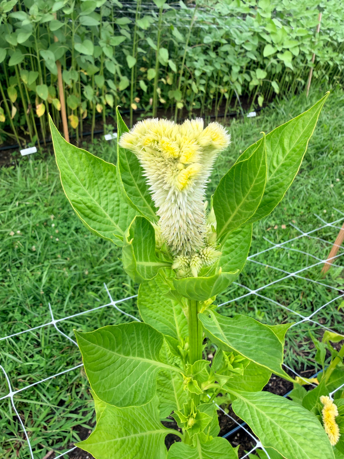 Celosia - Cramer's Lemon Lime - Bundle of 5 and 10 Stems