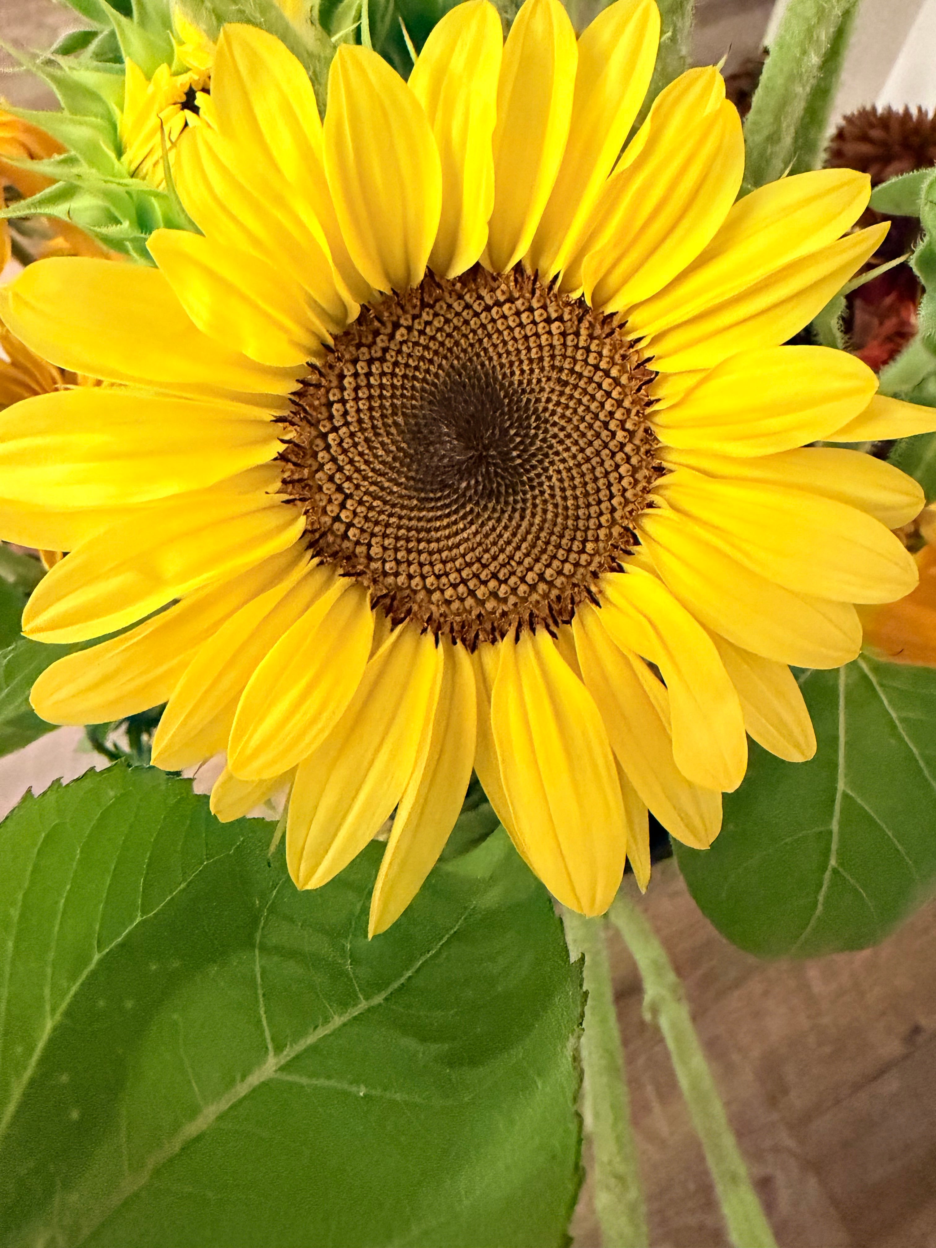Sunflower (ProCut) - Peach - Bundle of 5 and 10 Stems
