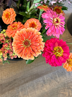 Zinnia - Mixed Bunch - Bundle of 10 Stems or Bucket of 50