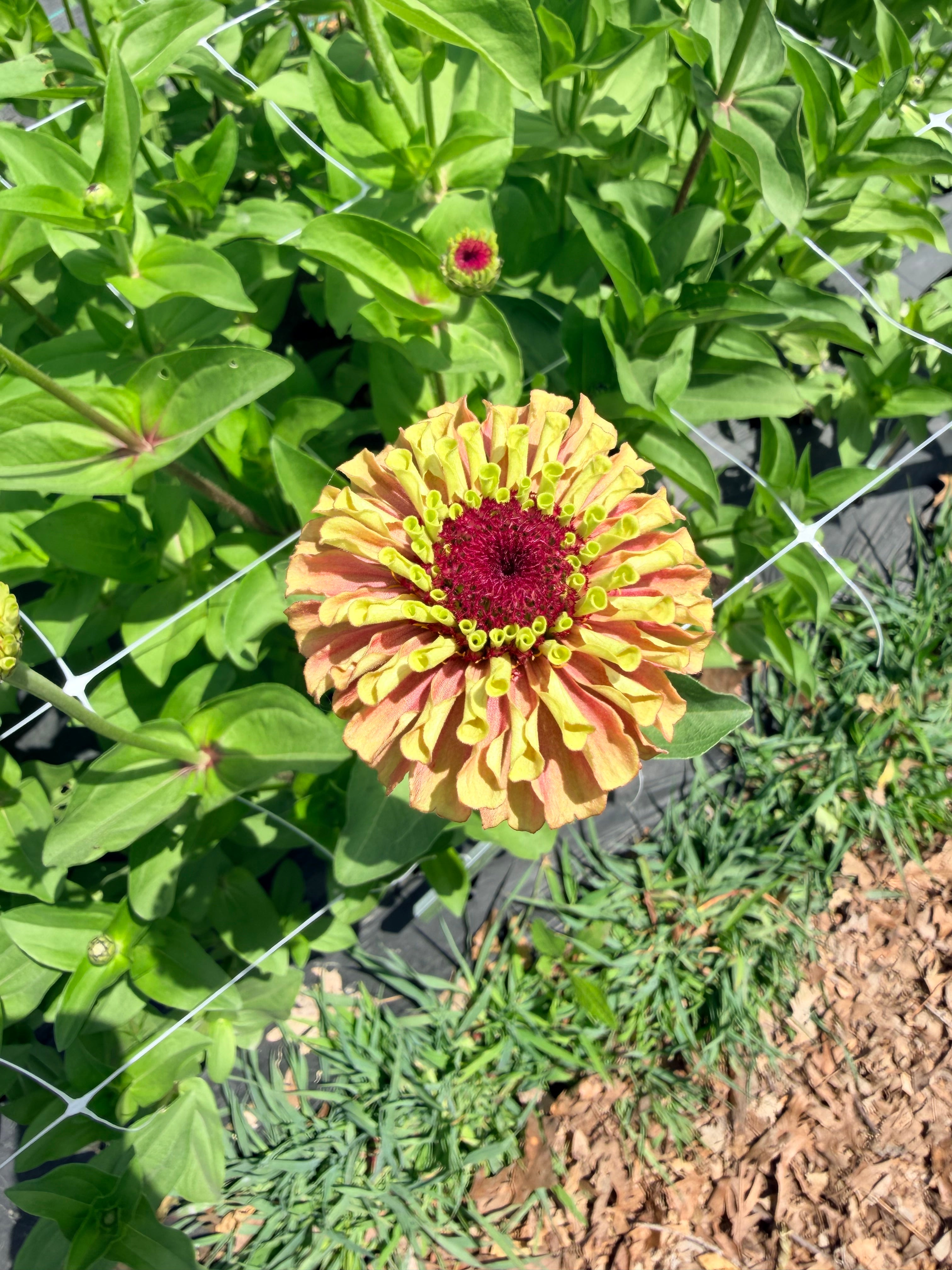 Zinnia - Queeny Red Lime - Bundle of 5 and 10 Stems
