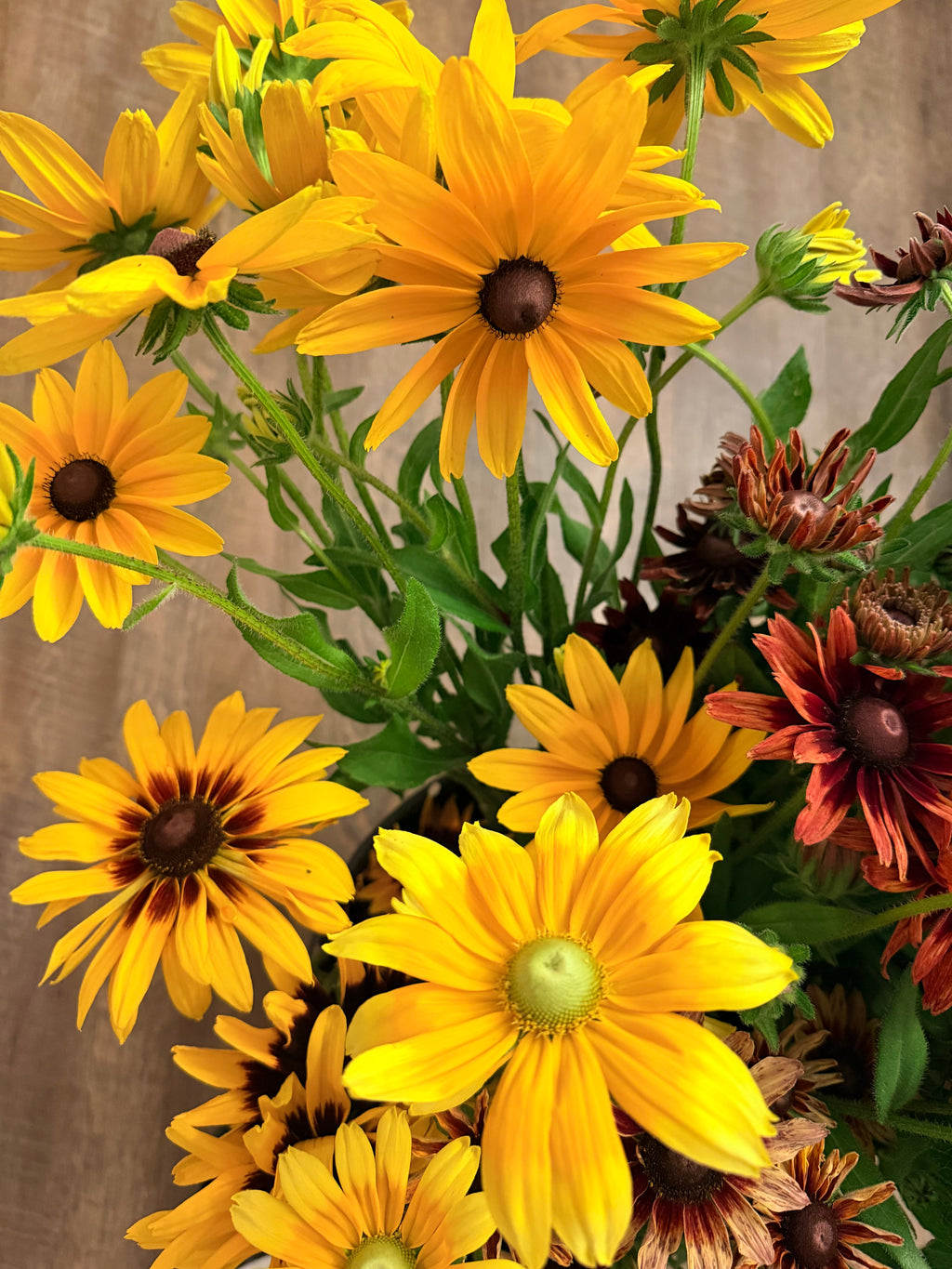 Rudbeckia - Mixed Bunch - Bundle of 10 Stems or a Bucket of 50