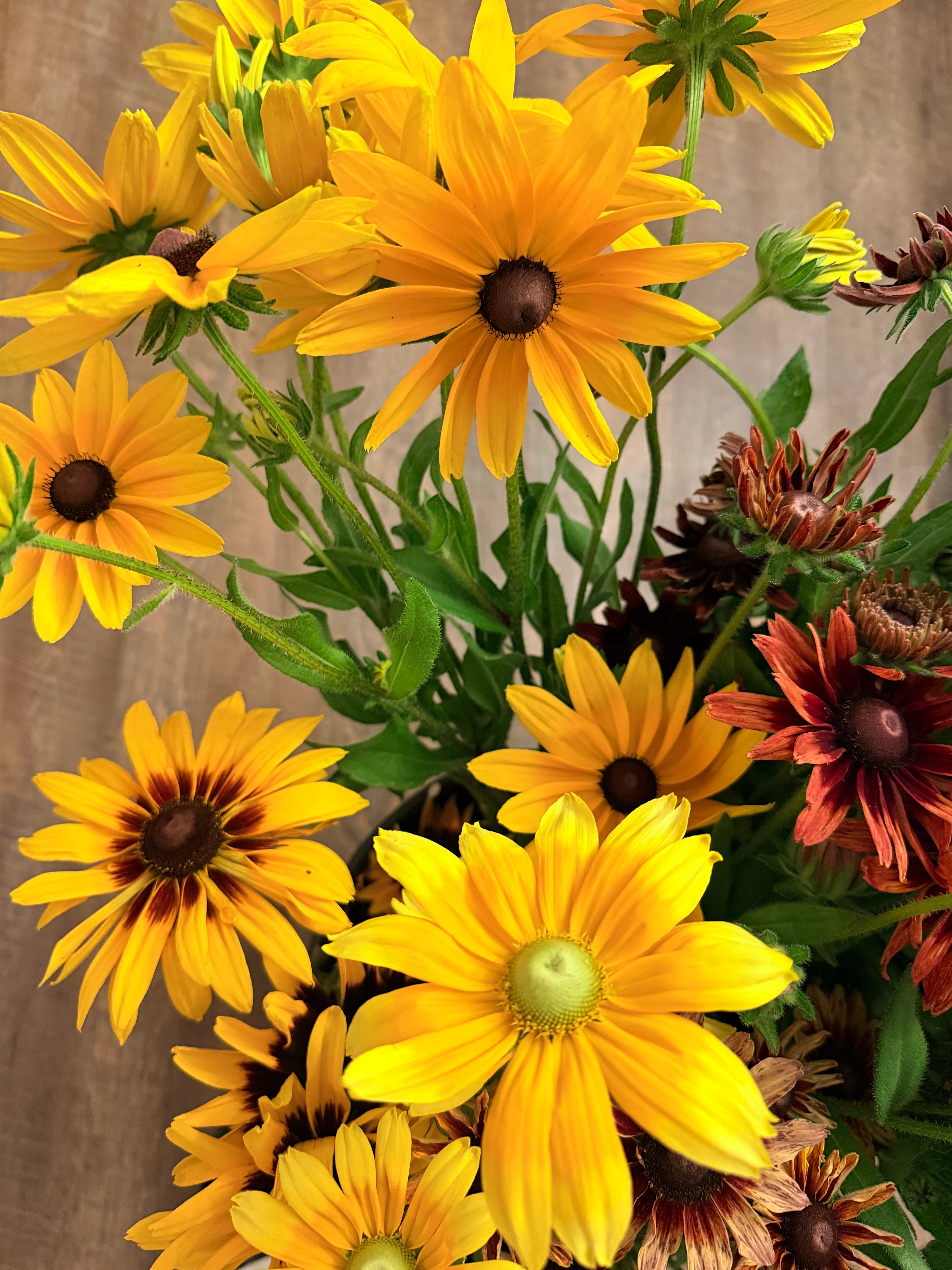 Rudbeckia - Mixed Bunch - Bundle of 10 Stems or a Bucket of 50