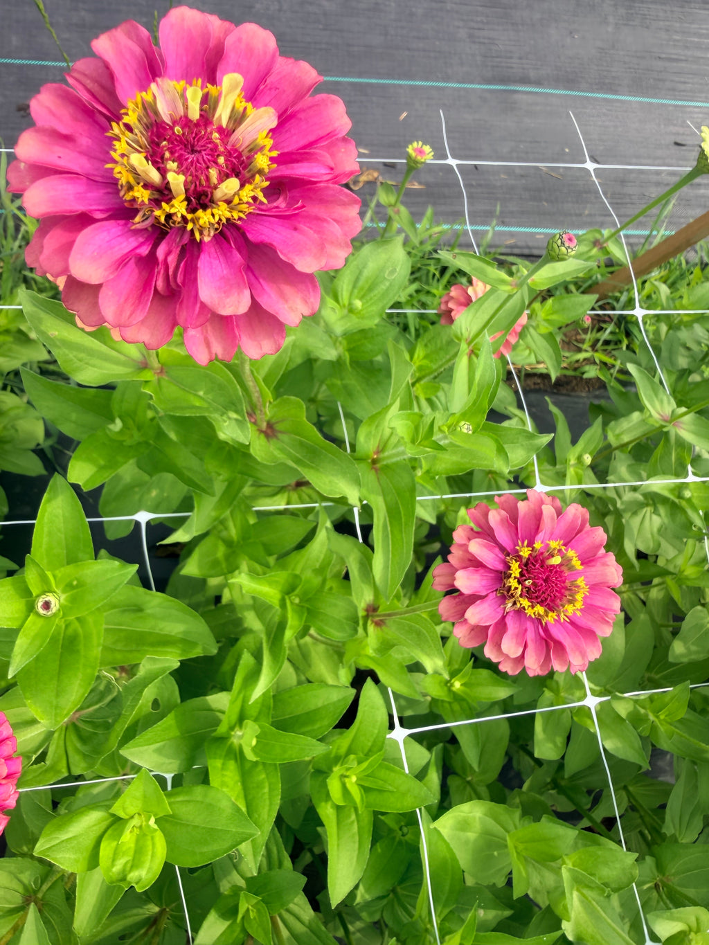 Zinnia - Queeny Red Lime - Bundle of 5 and 10 Stems