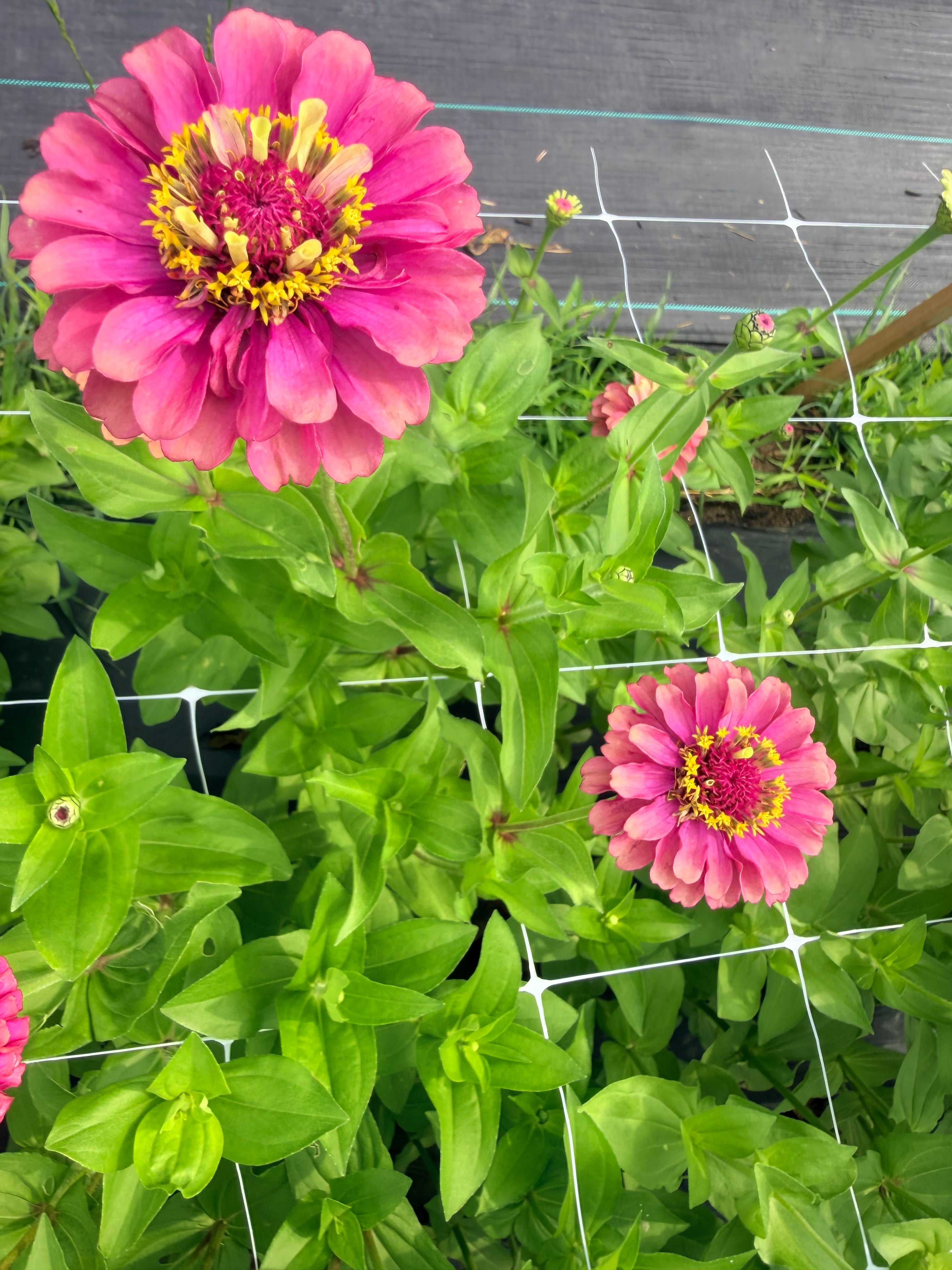 Zinnia - Queeny Red Lime - Bundle of 5 and 10 Stems
