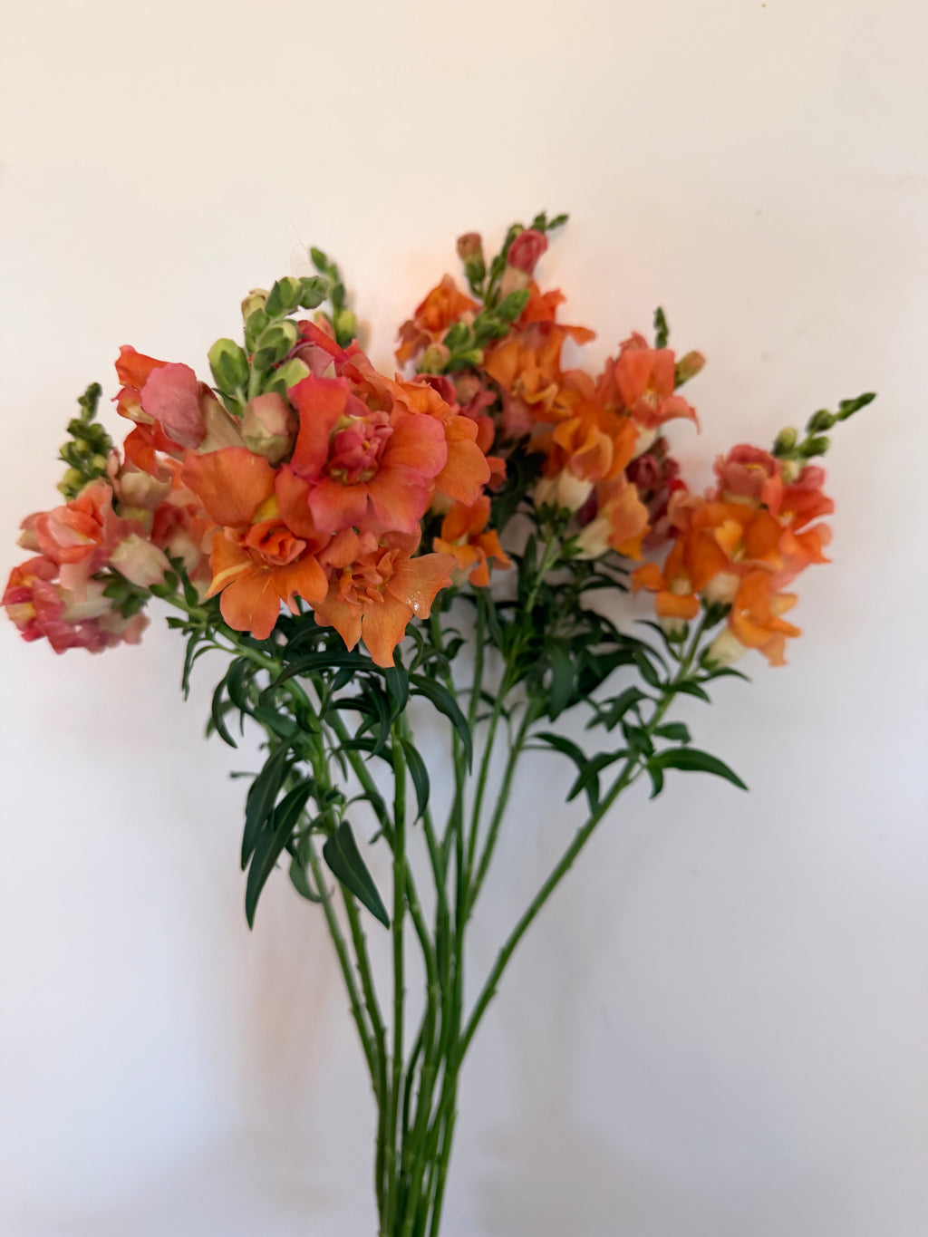 Snapdragon - Bundle of 10 Stems - Bronze