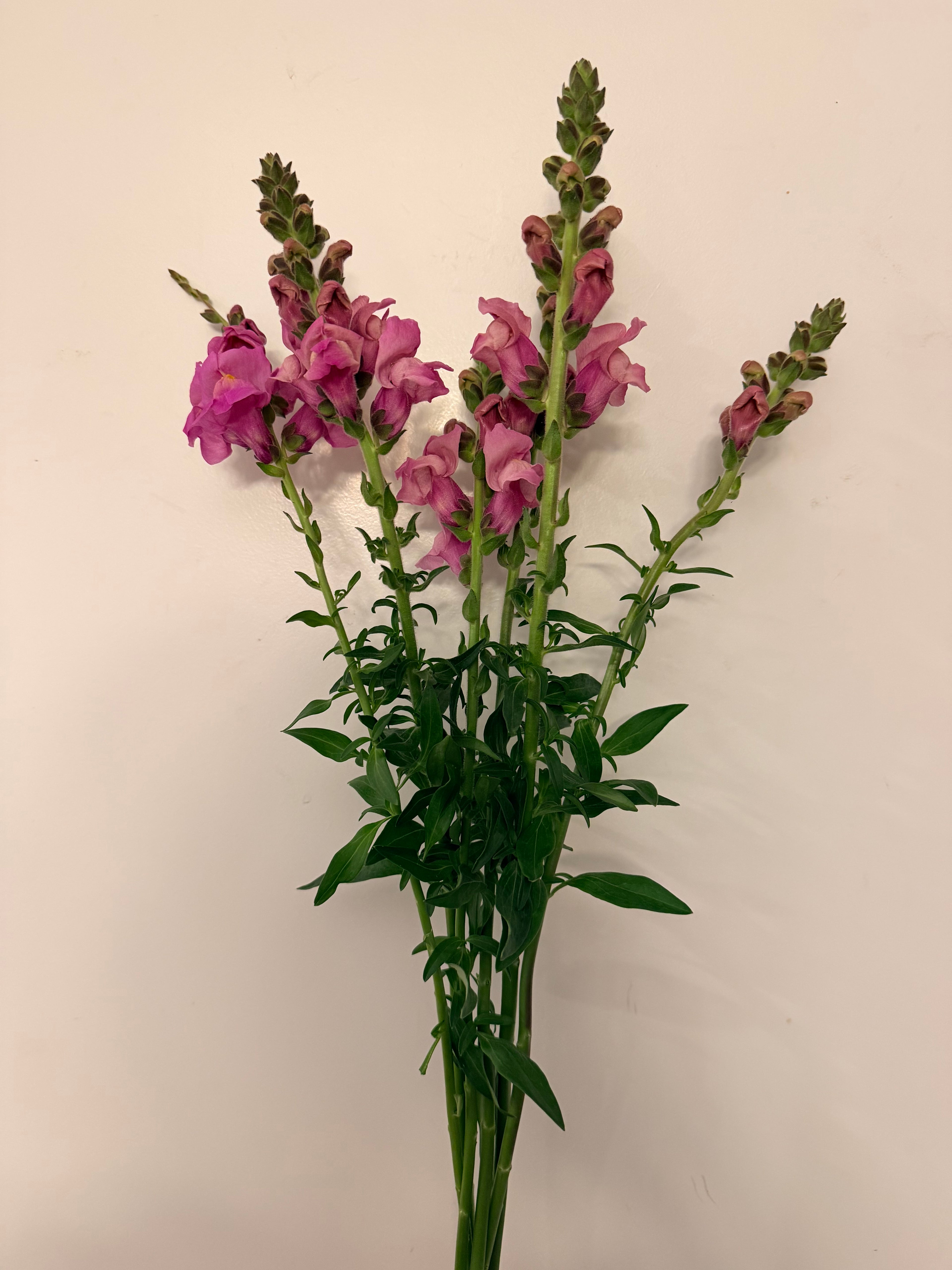 Snapdragon - Bundle of 5 and 10 Stems -  Lavender - Thick/Extra Tall