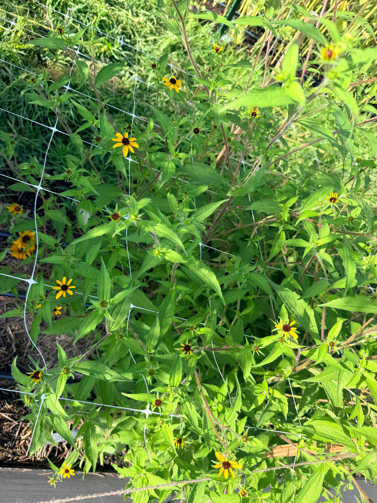 Rudbeckia - Triloba - Bundle of 5 and 10 Stems