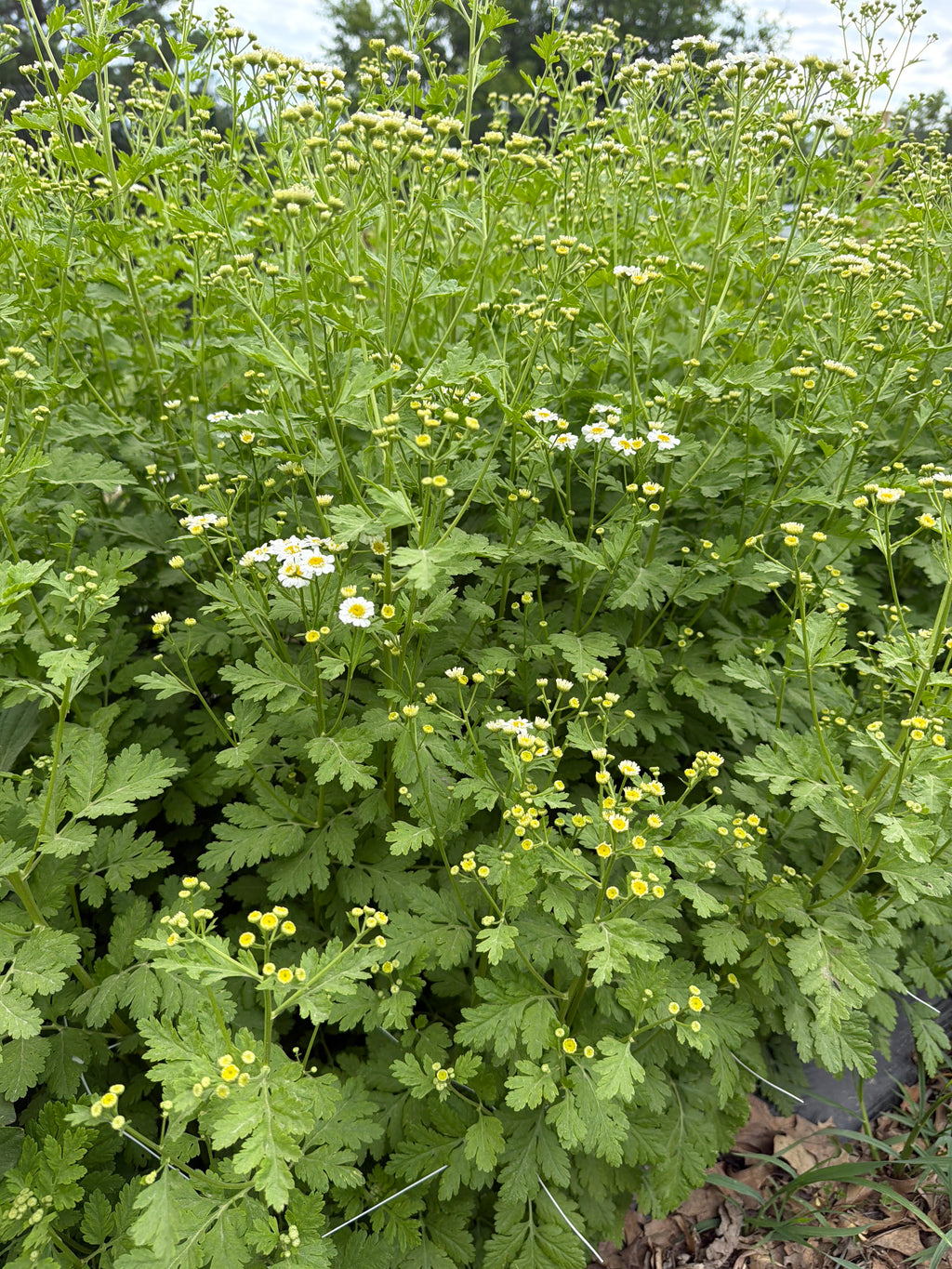 Feverfew - Bundle of 10 Stems
