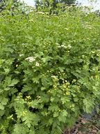 Feverfew - Bundle of 10 Stems