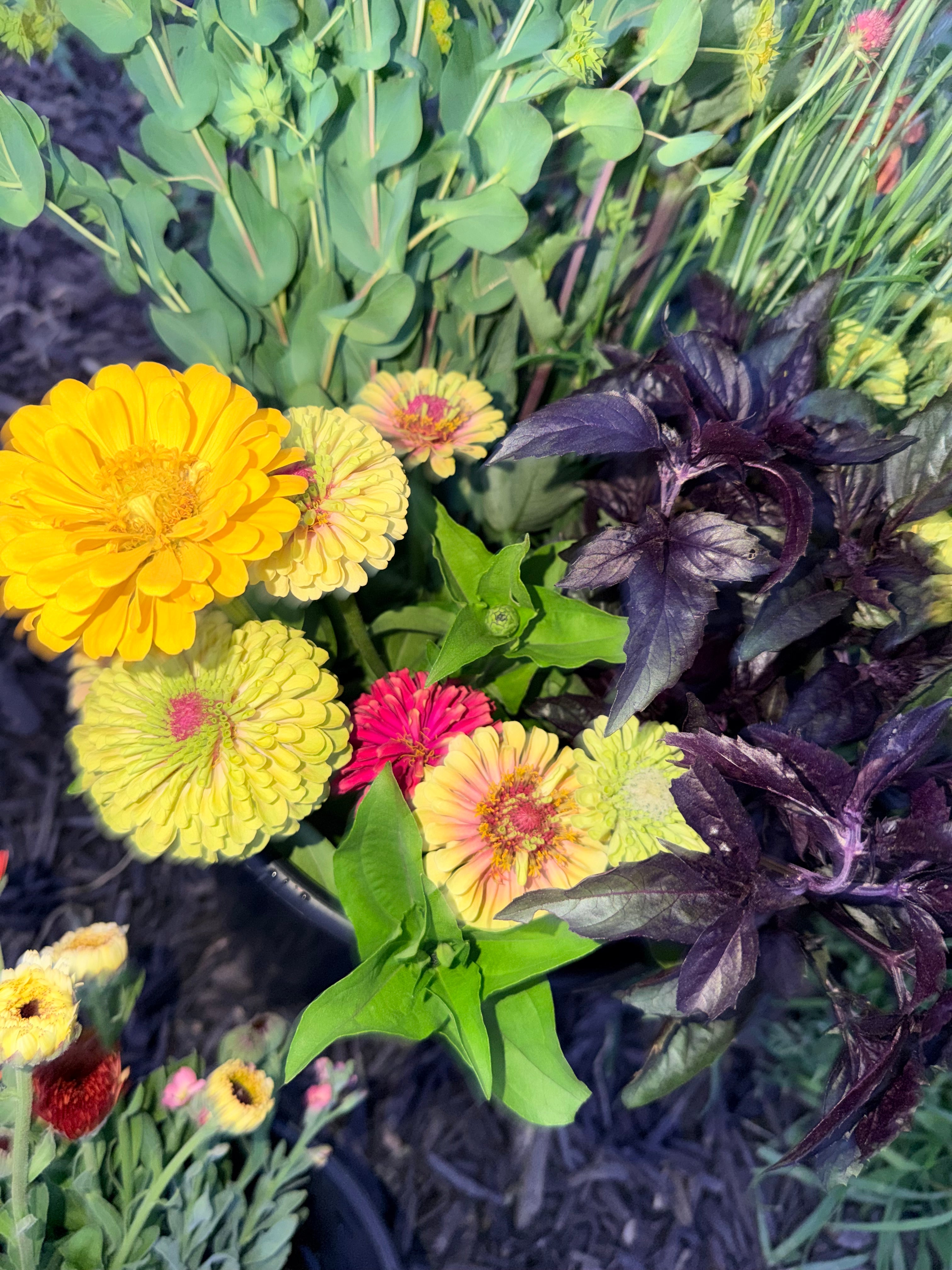 Zinnia - Mixed Bunch - Bundle of 10 Stems