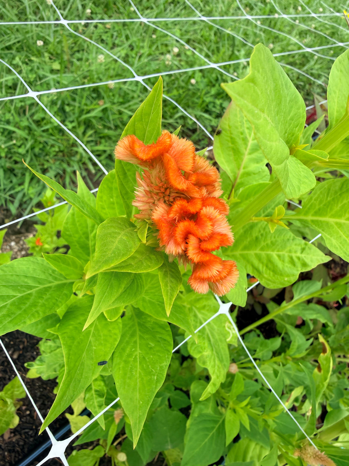 Celosia -  Peaches Cockscomb - Bundle of 5 and 10 Stems
