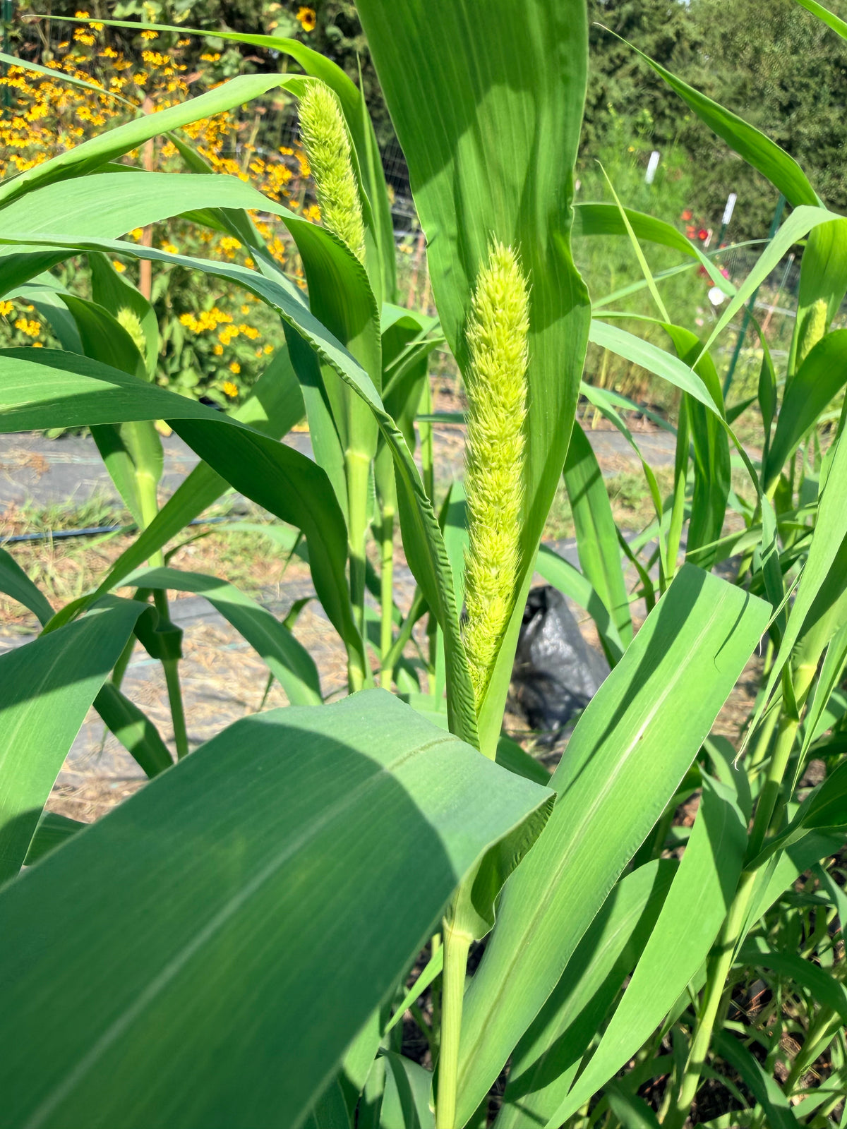Lime Light Millet - Bundle of 5 and 10 Stems