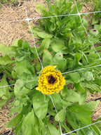 Calendula - Ivory Princess - Bundle of 10 Stems