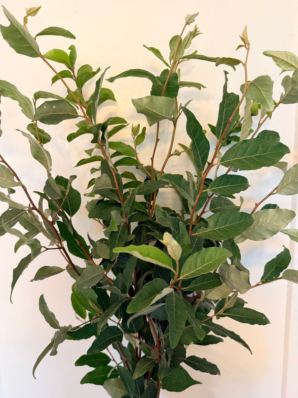 Autumn Olive - Bundle of 10 Stems