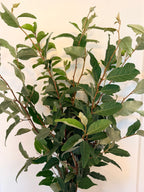 Autumn Olive - Bundle of 10 Stems