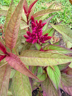 Celosia - Flamingo Purple - Bundle of 5 and 10 Stems