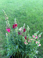 Snapdragon - Bundle of 5 and 10 Stems -  Lavender - Thick/Extra Tall (Copy)