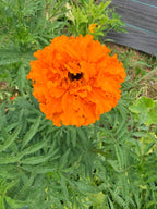 Marigold - Mixed Bunch - Bundle of 5 and 10 Stems