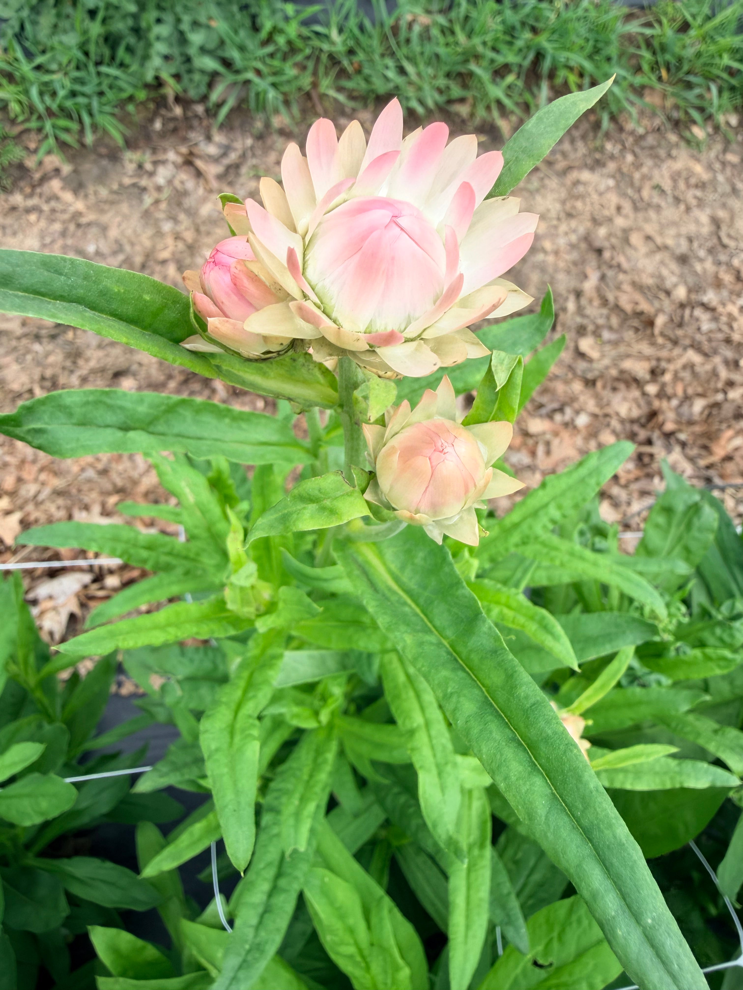 Strawflower - Silvery Rose - Bundle of 5 and 10 Stems