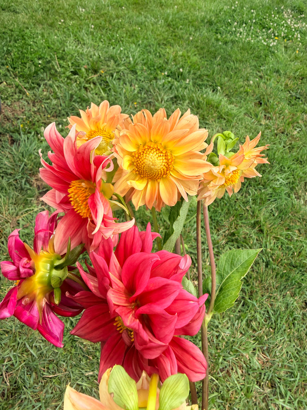 Dahlias - Mixed Bunch - Bundle of 5 and 10 Stems