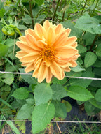 Dahlias - Mixed Bunch - Bundle of 5 and 10 Stems