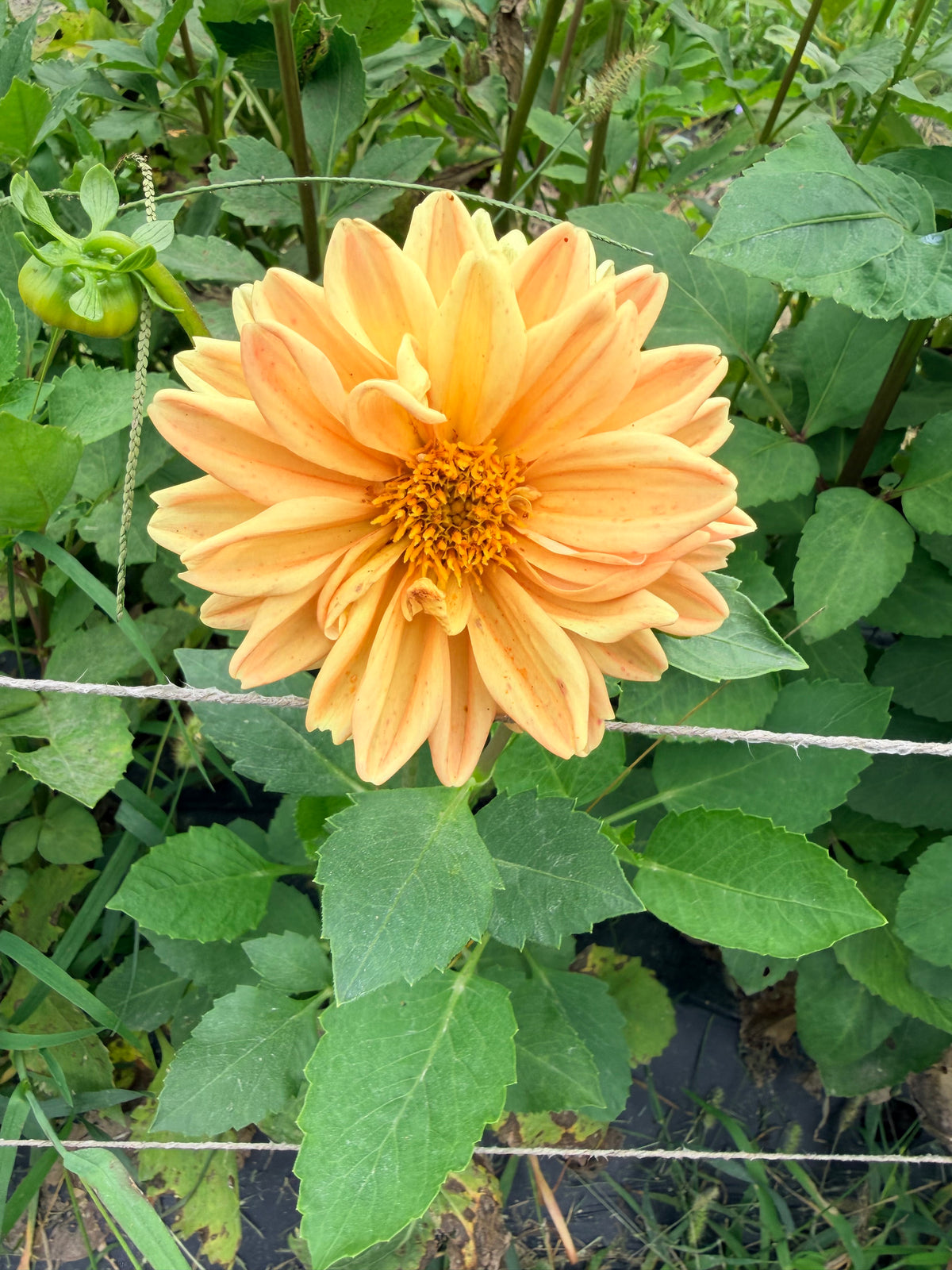 Dahlias - Mixed Bunch - Bundle of 5 and 10 Stems