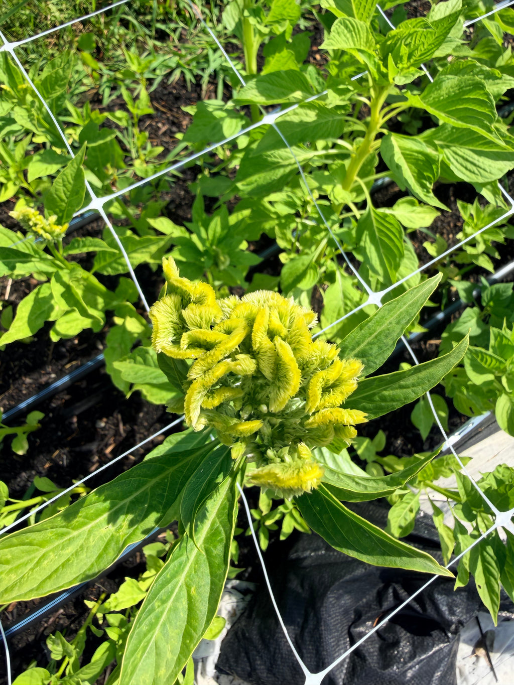 Celosia - Spring Green - Bundle of 5 and 10 Stems - Coming Soon!