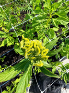 Celosia - Spring Green - Bundle of 5 and 10 Stems - Coming Soon!