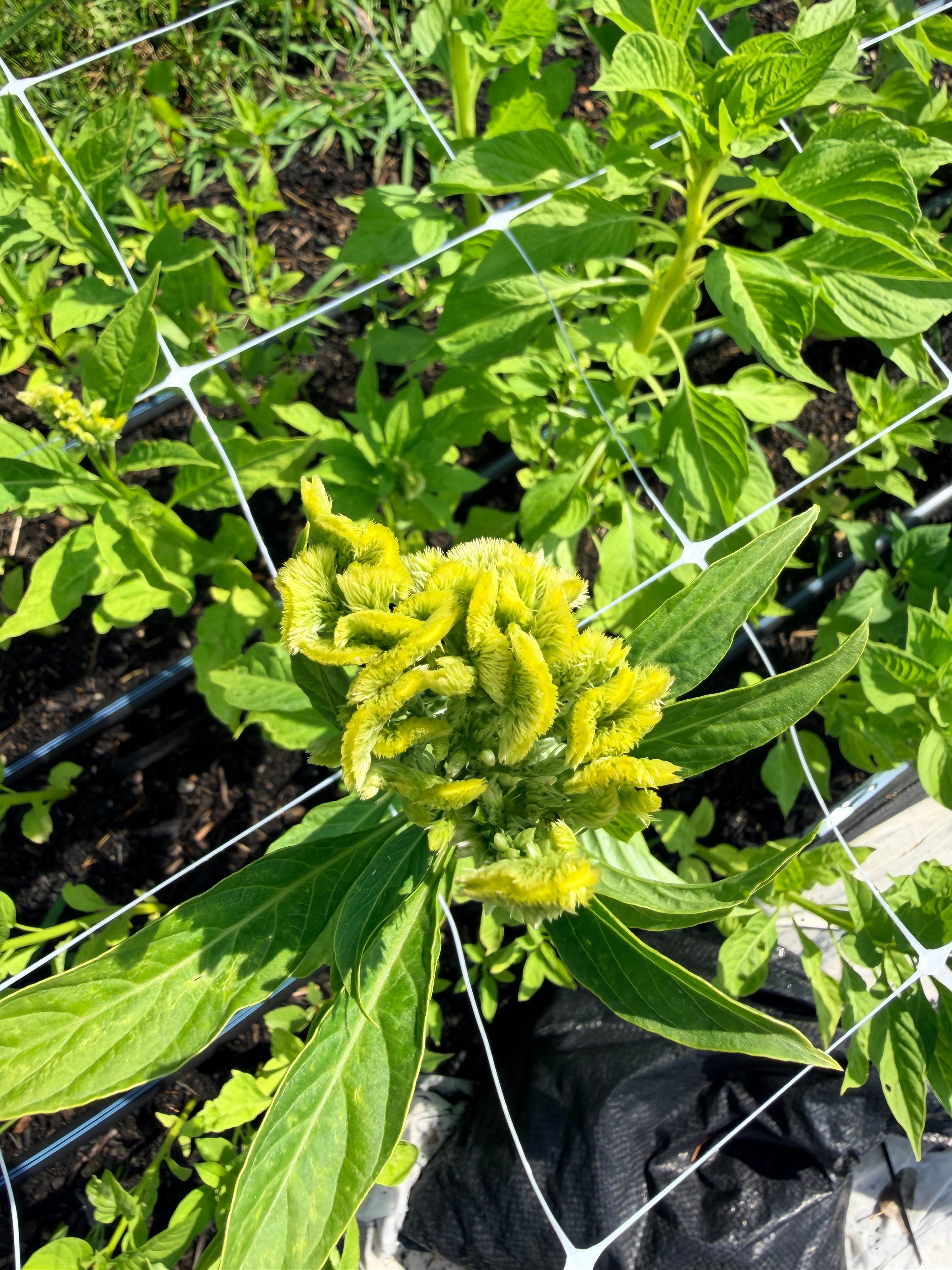Celosia - Spring Green - Bundle of 5 and 10 Stems - Coming Soon!